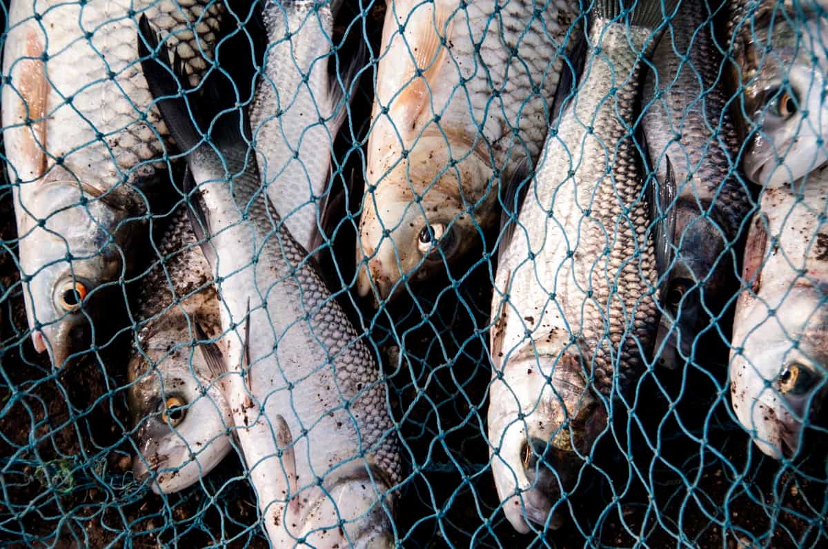 Fresh fish in a fishing nets