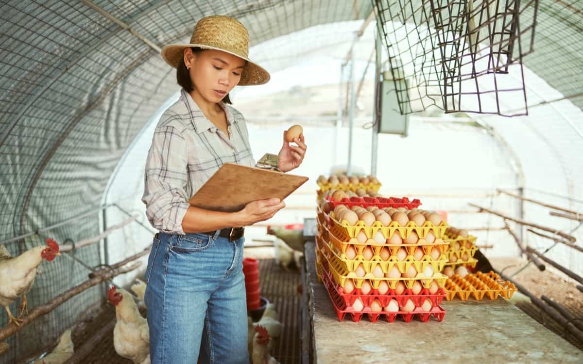 Poultry Egg Marketing