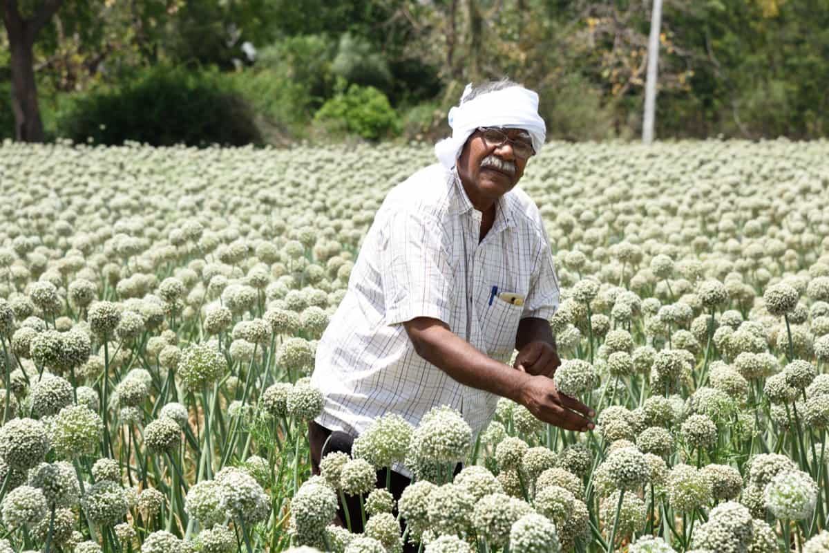 Farmer in the onion field