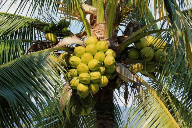 Innovative Strategies for Boosting Coconut Pollination and Yield