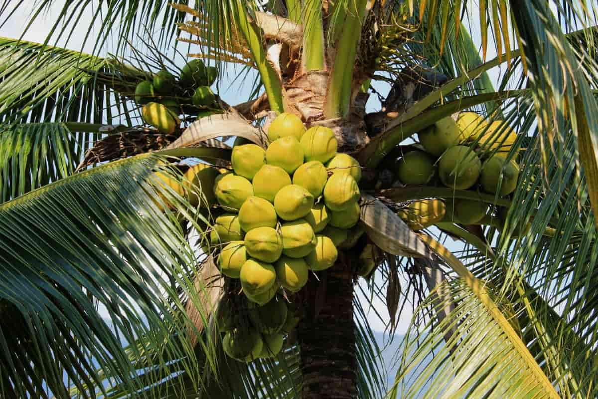 Boosting Coconut Pollination and Yield