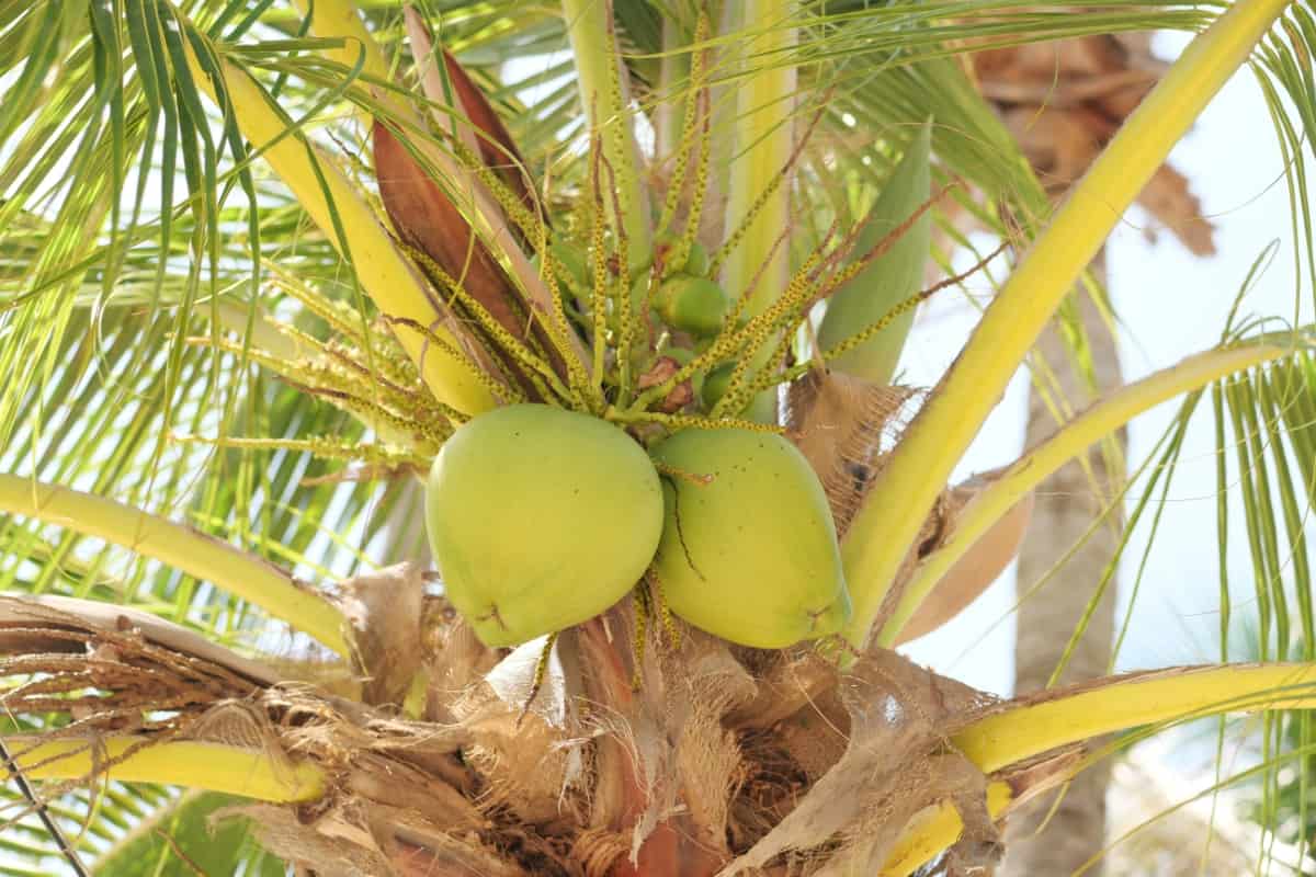 Young Coconuts 