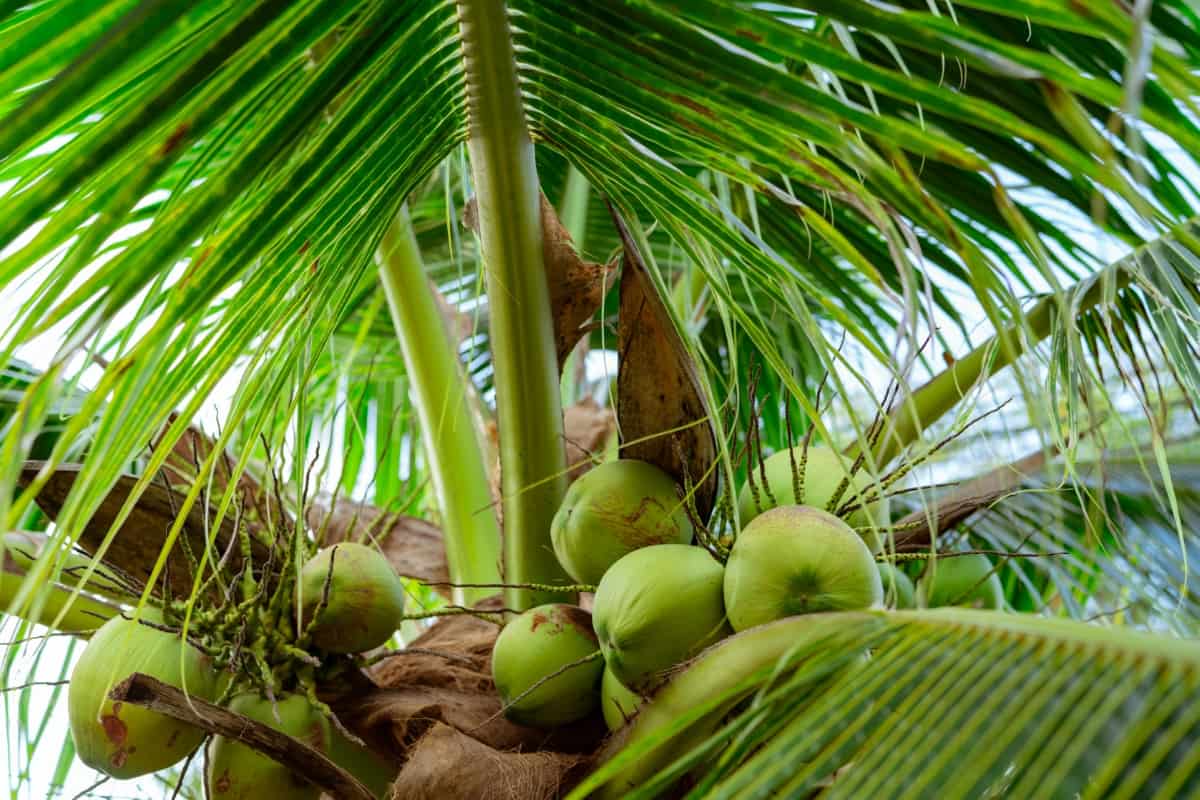 Bunch of Coconut