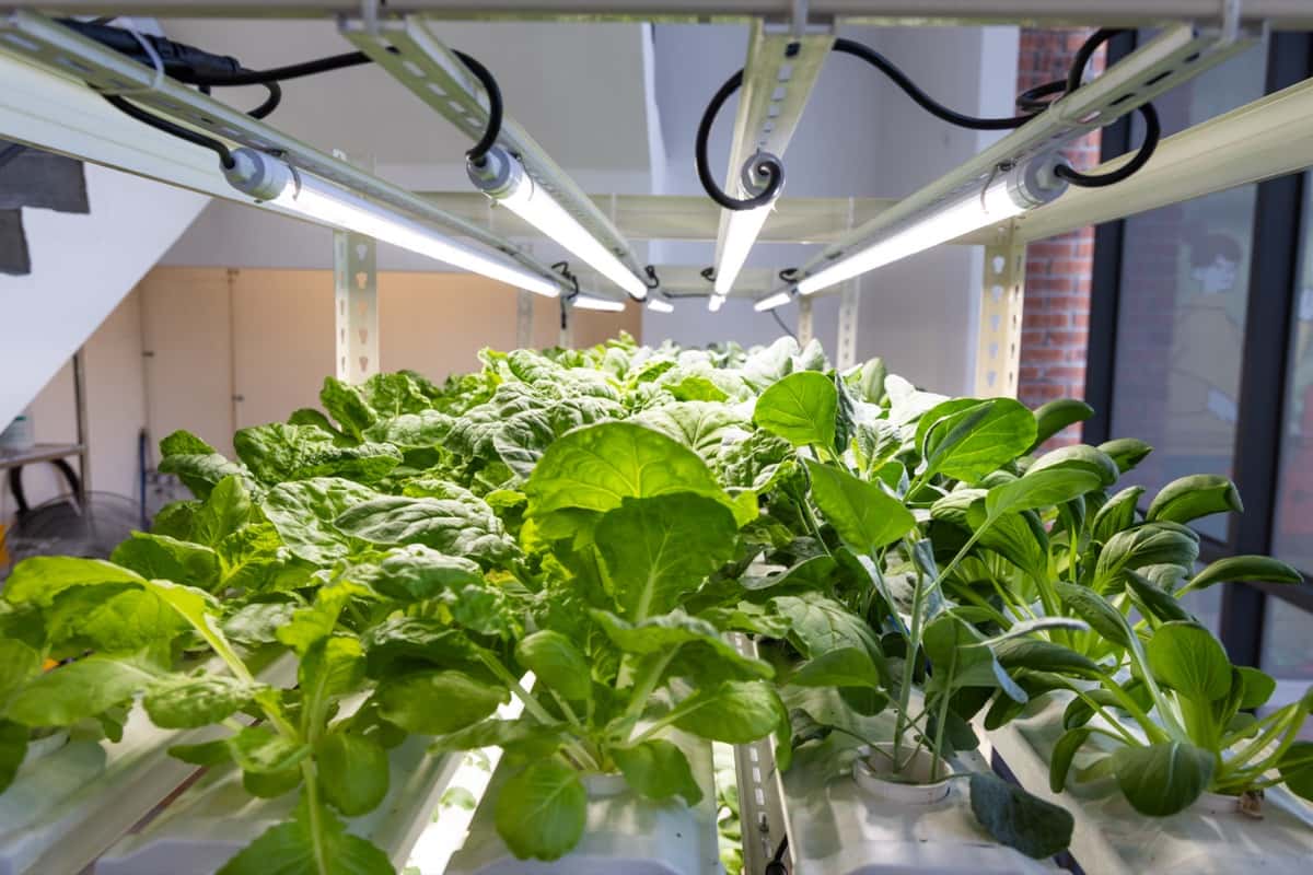  indoor hydroponic vegetable farming with led lighting in controlled environment