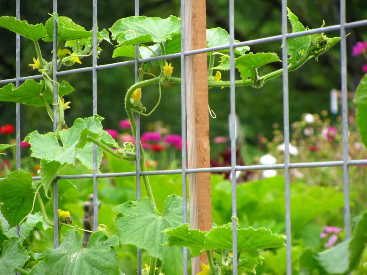 young cucumber plant crawling in metal trellises in a farm garden