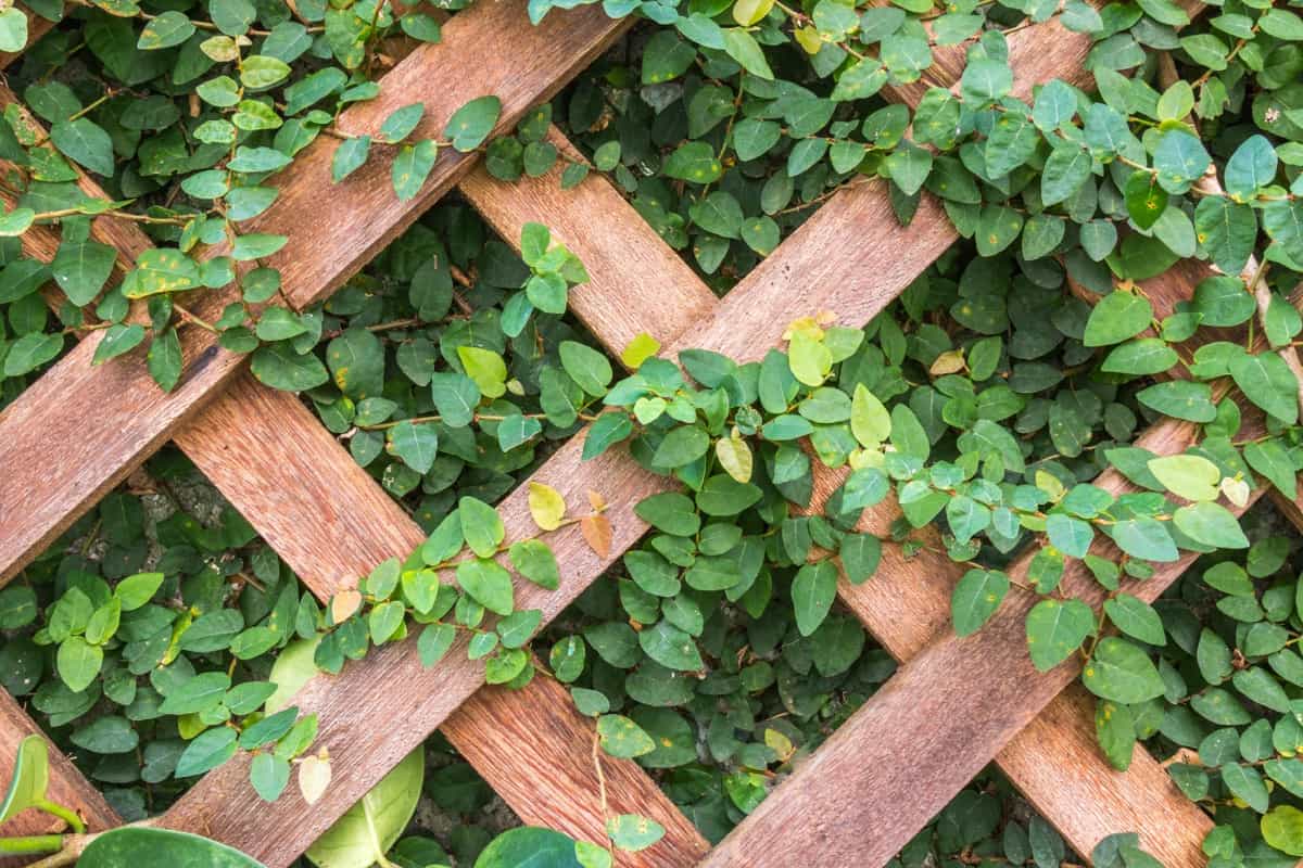 wooden trellis with ivy plant