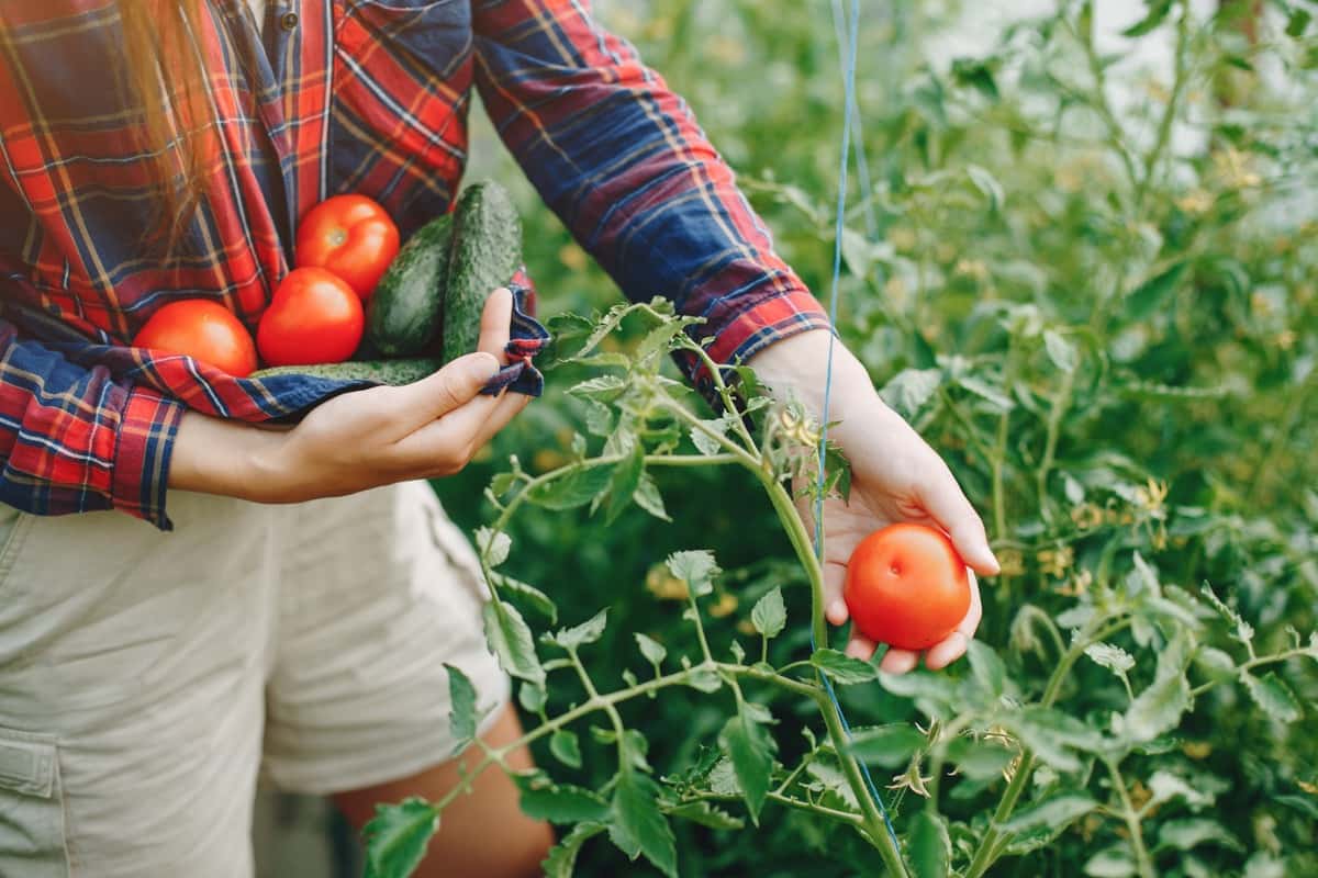 Shade Net Tomato Farming