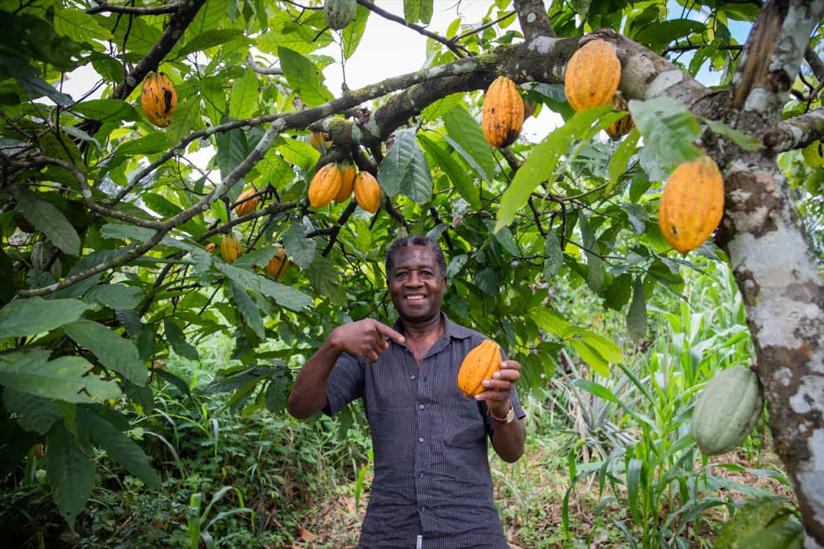 Cacao Farming in Ghana