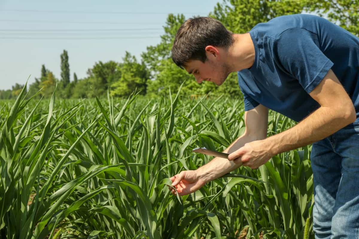 Man with Clipboard in Corn Field