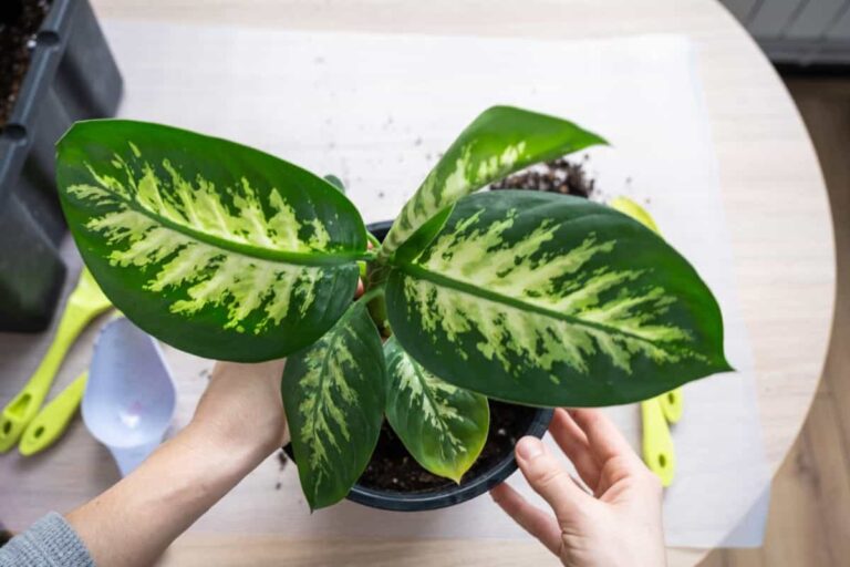 The Ultimate Guide to Choosing the Perfect Foliage Friend: Bringing Life Indoors