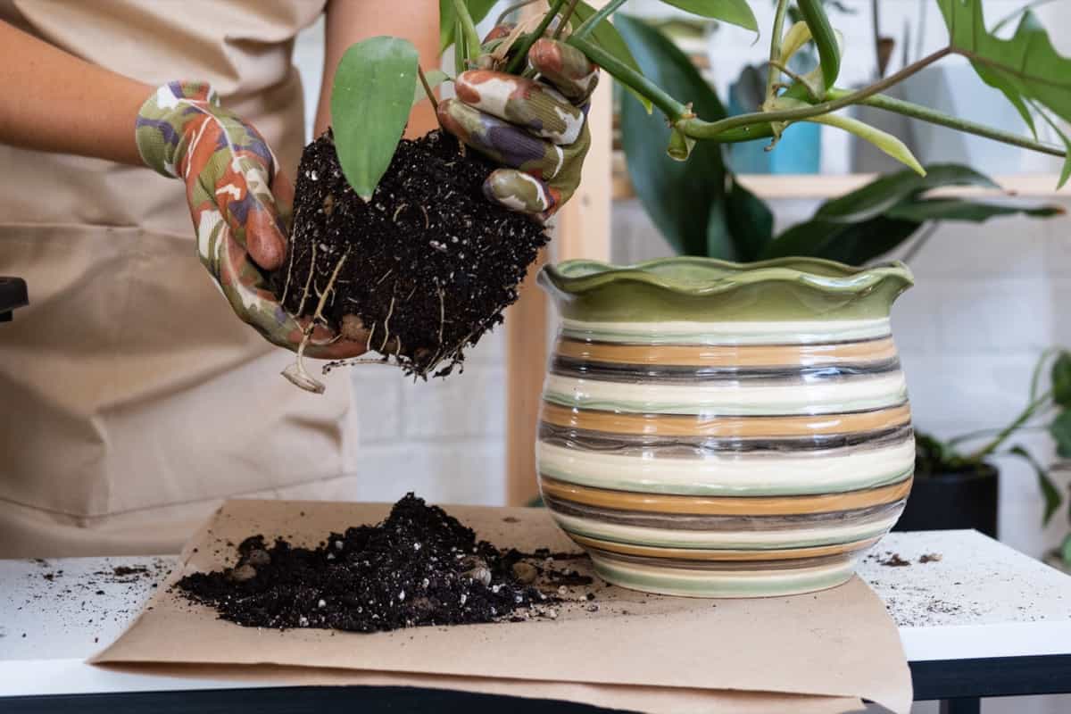 Transplanting a indoor plant into a new pot