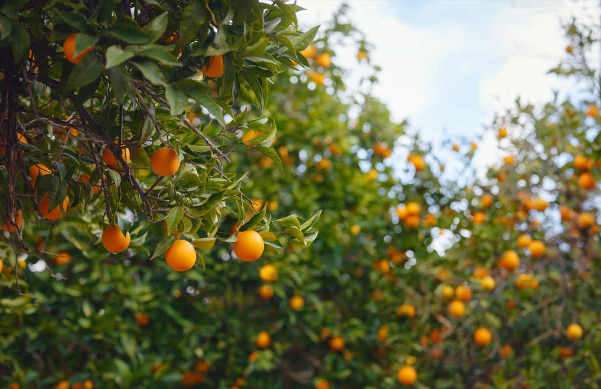 Citrus Cultivation in Africa