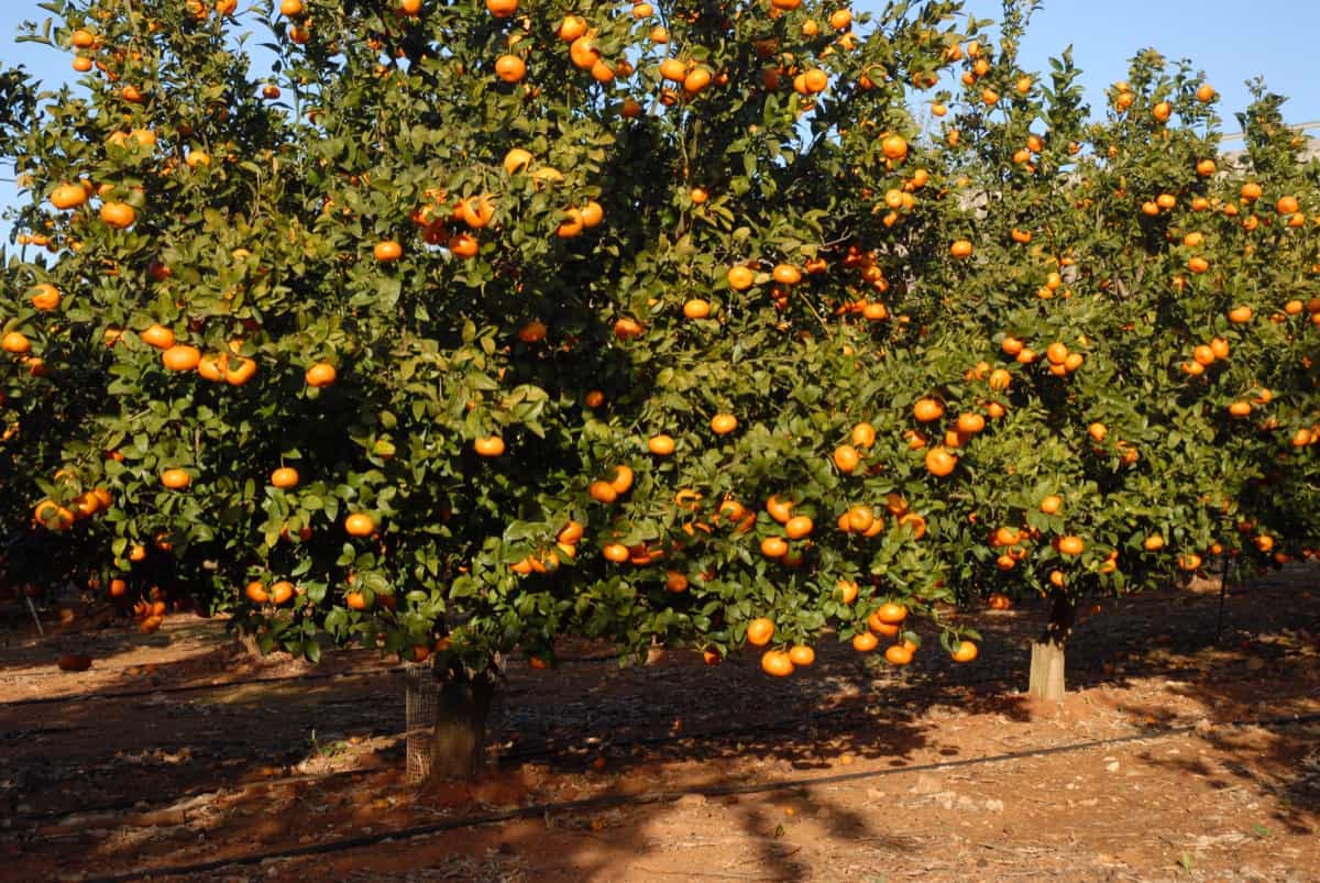 Big Orange Tree in a farm