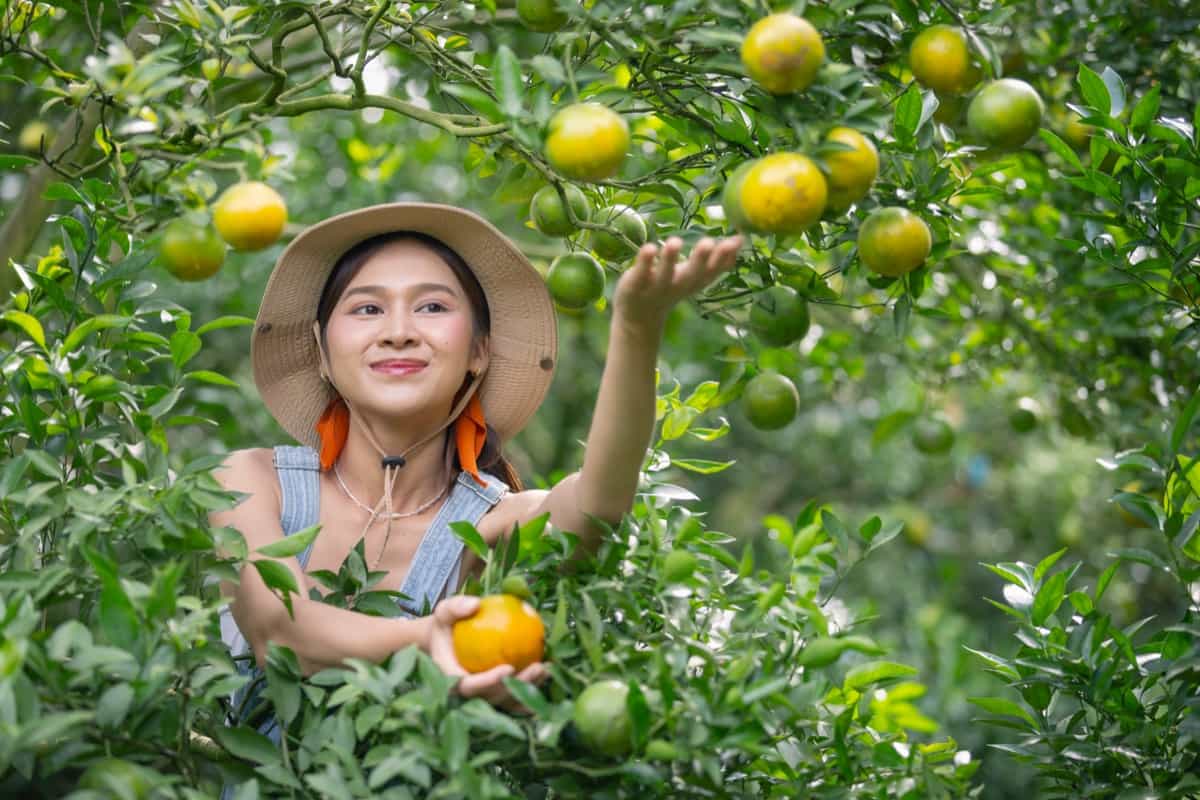 Harvesting Citrus 