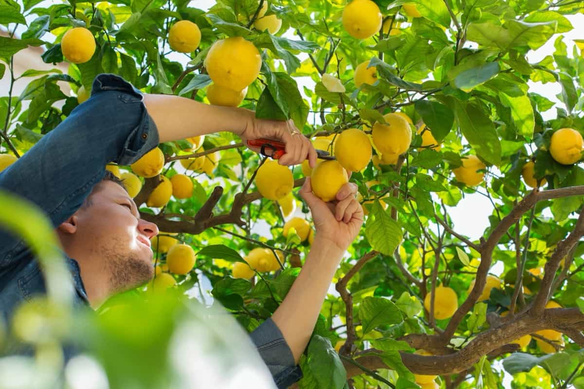 picking lemons in the orchard
