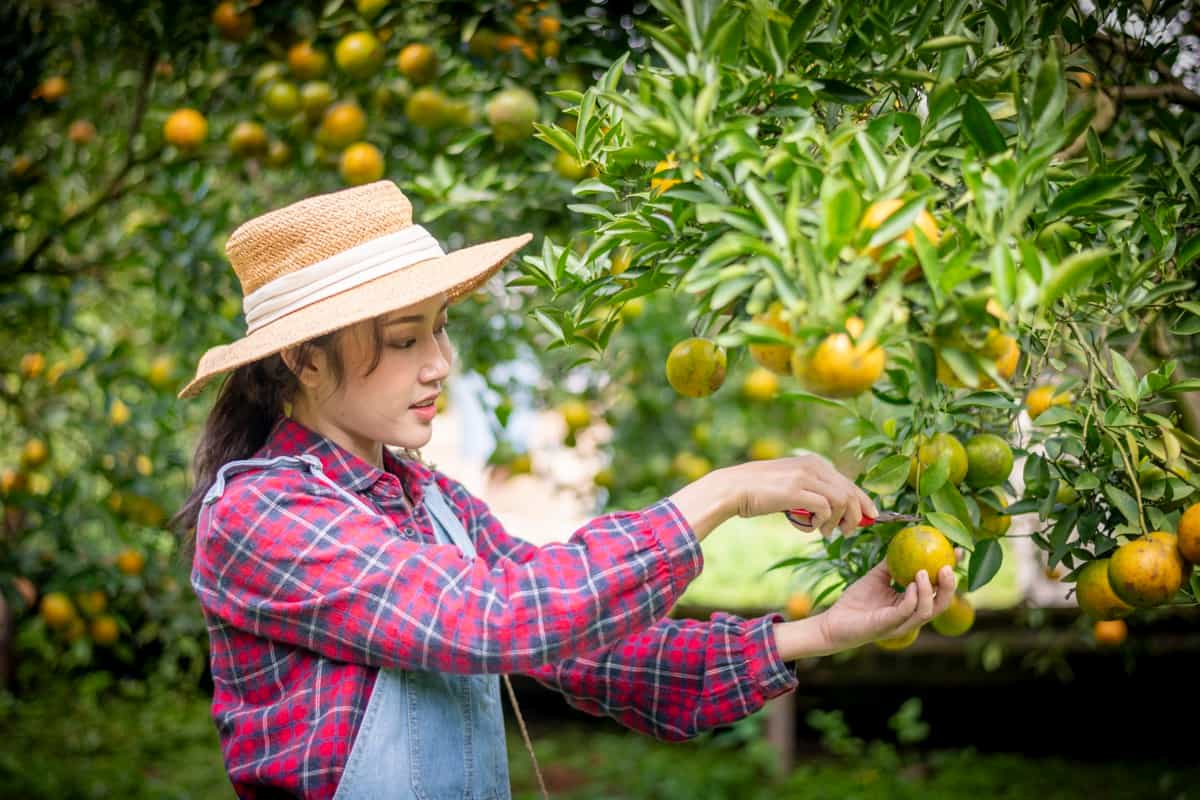 Harvesting Citrus in the Farm