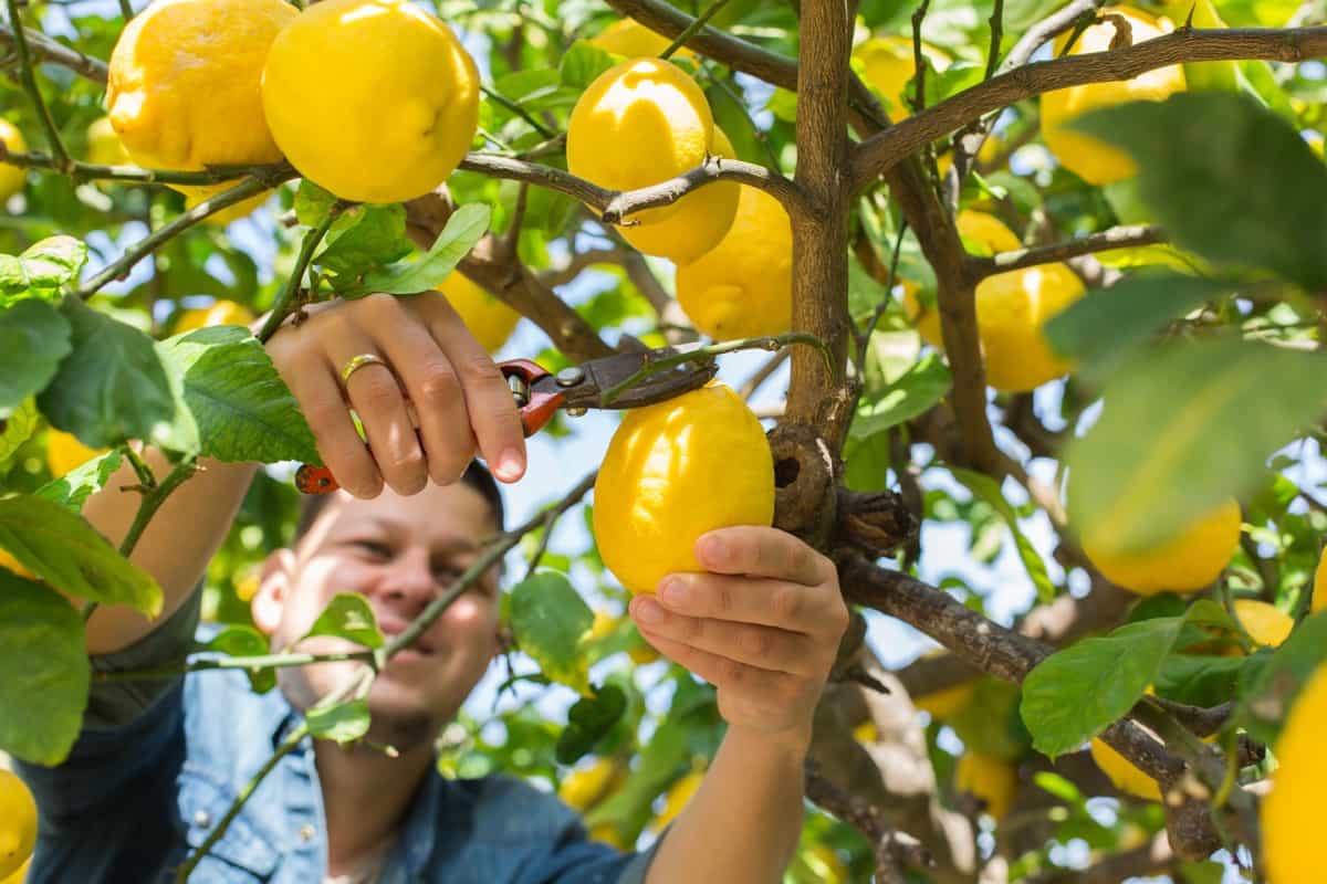 picking lemons in the orchard
