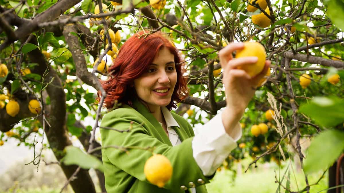 Citrus Farming in Spain