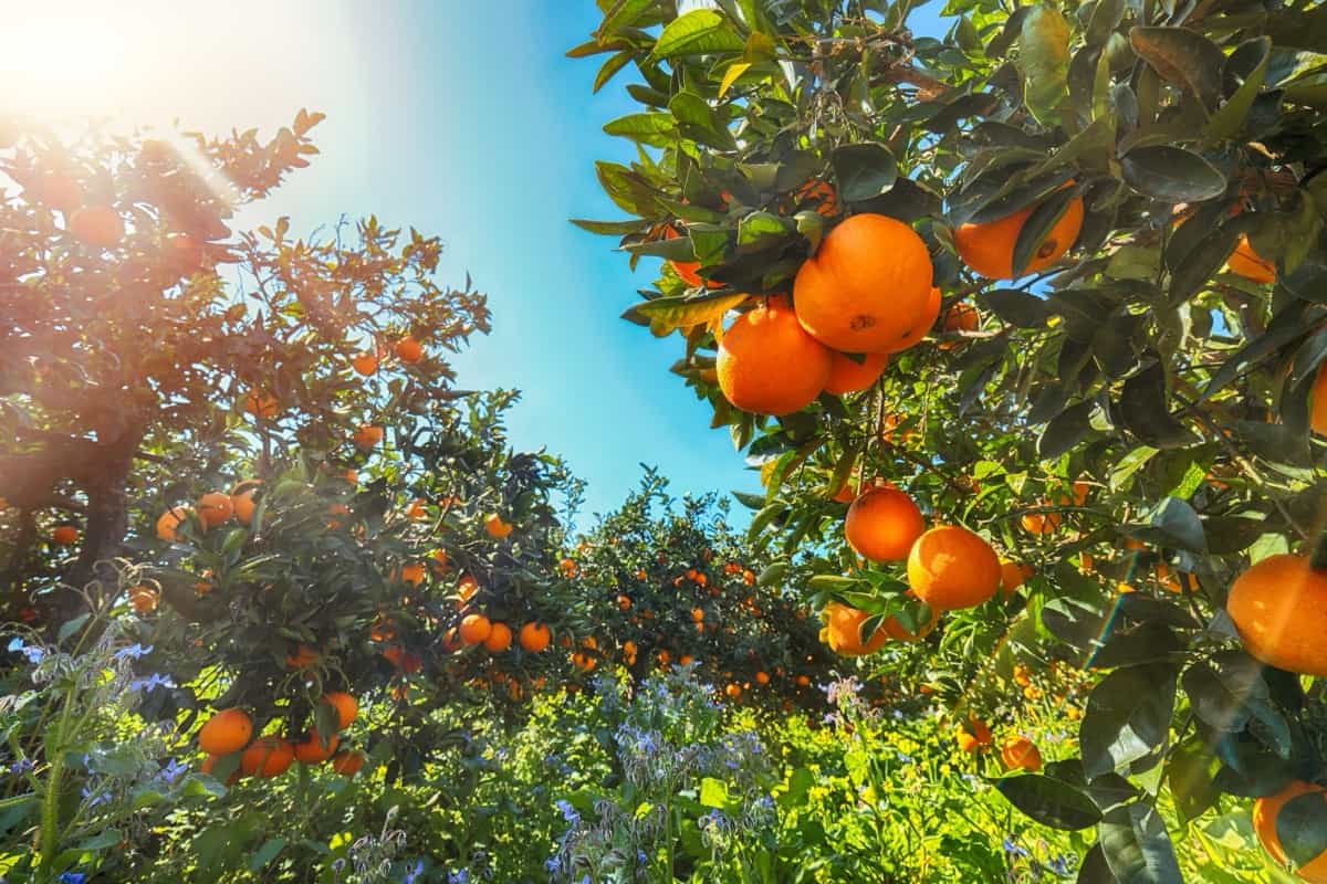Ripe oranges on tree in orange garden