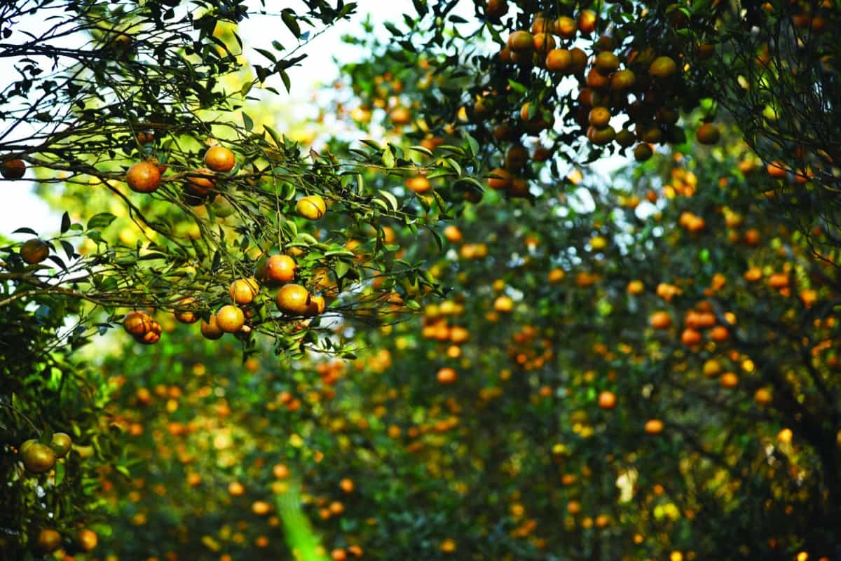 growing fresh oranges on the tree branches
