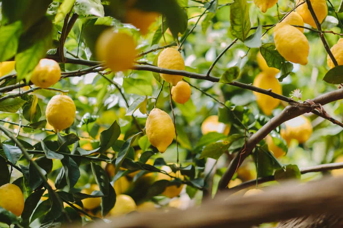 Citrus Farming in the Philippines
