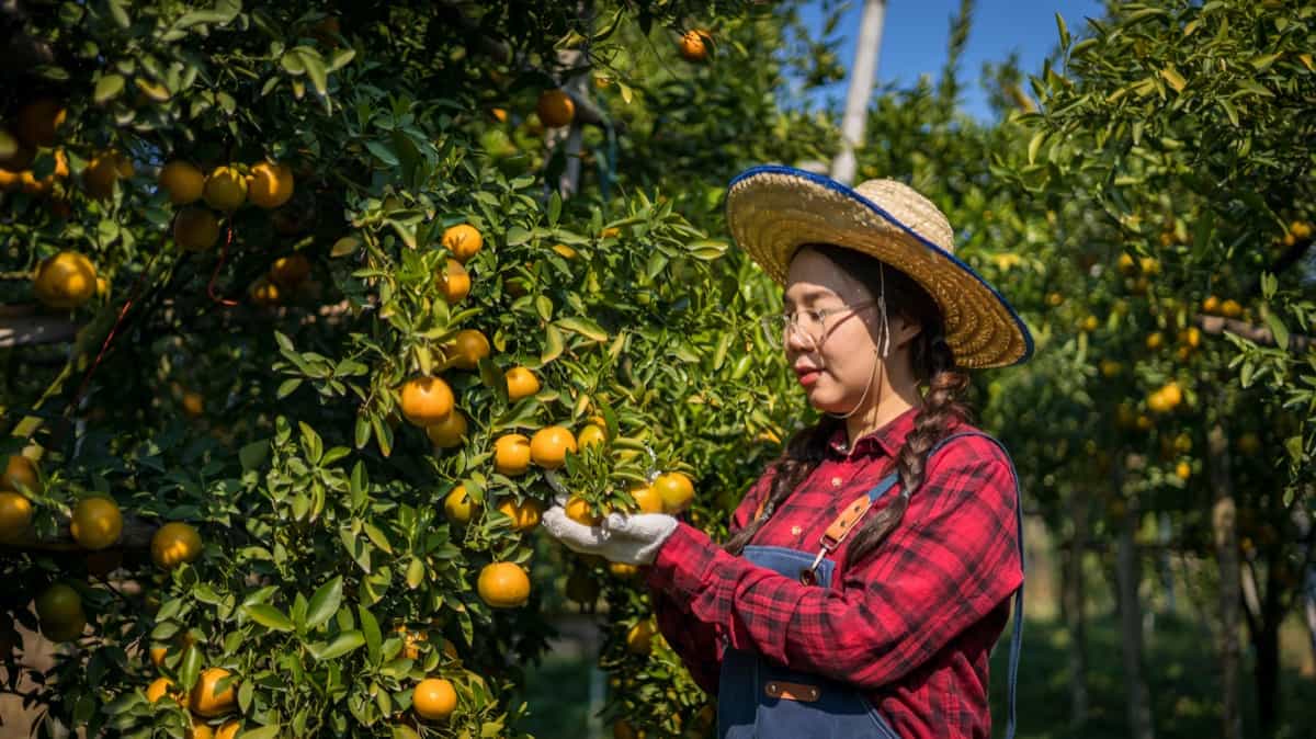 inspecting quality of organic orange fruit in orange orchard