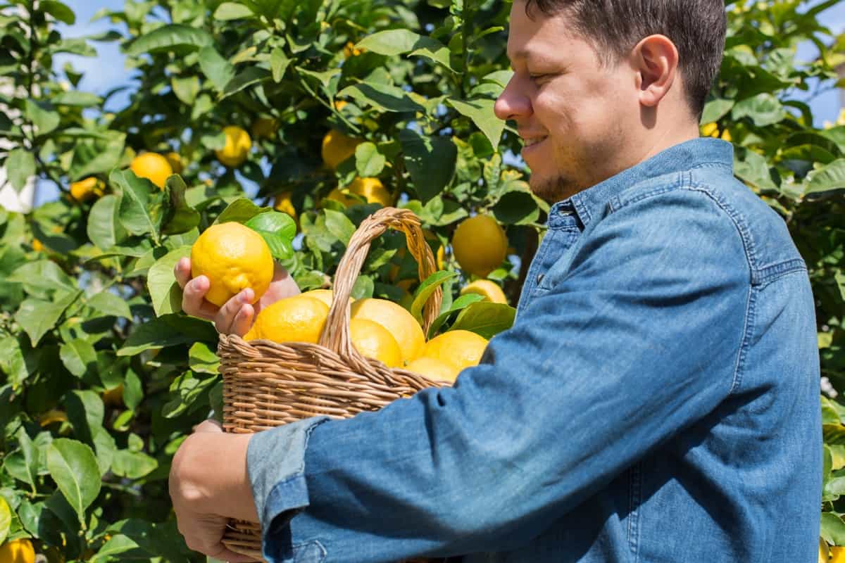farmer harvesting lemons in the orchard