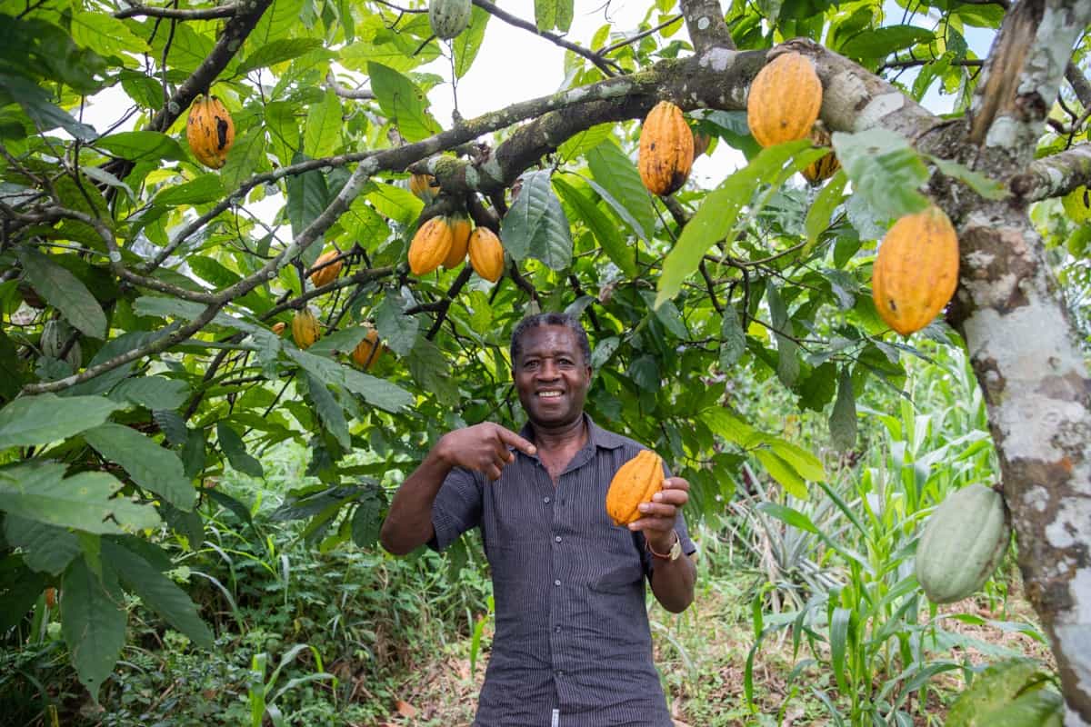 Cocoa Farming in West Africa