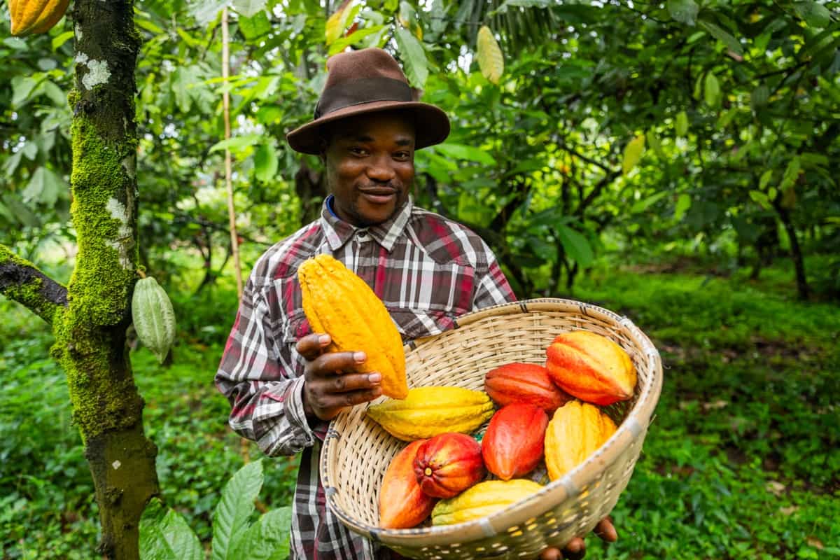 harvesting cocoa pods in the plantation