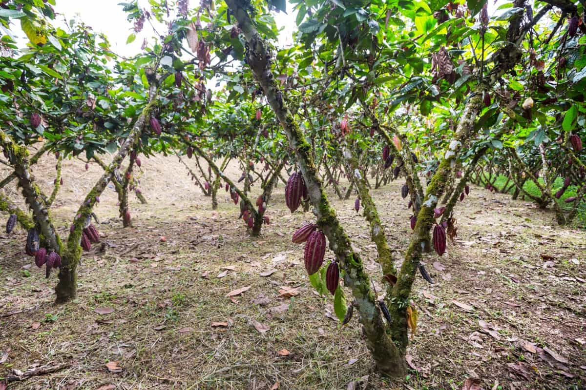 Cacao farming