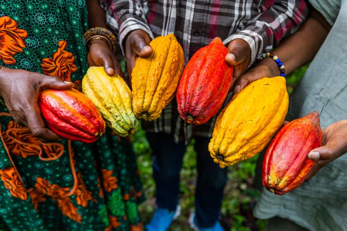 yellow and red cocoa pods