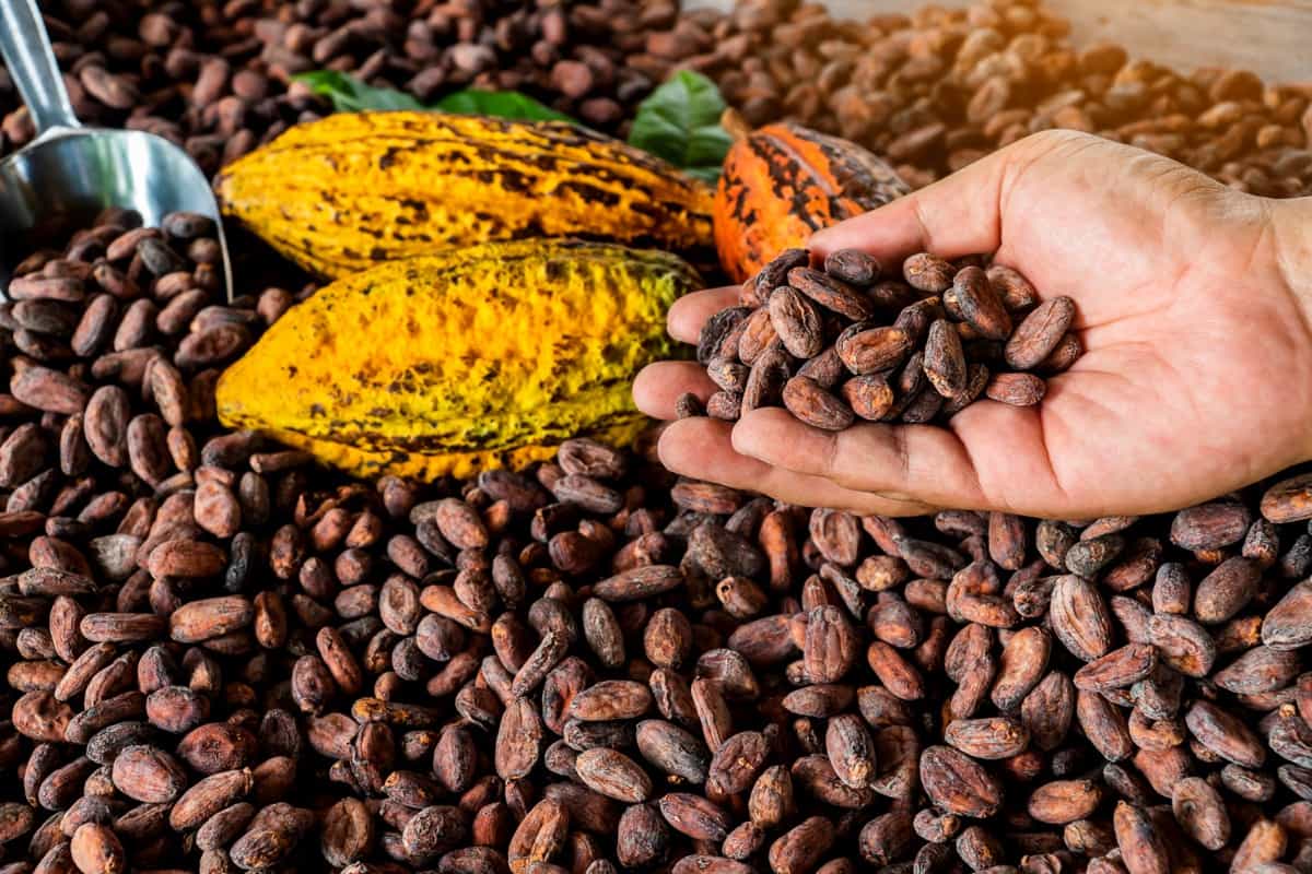 Cocoa beans and cocoa pod