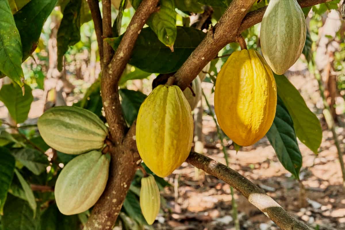 Fruits of chocolate cocoa tree 