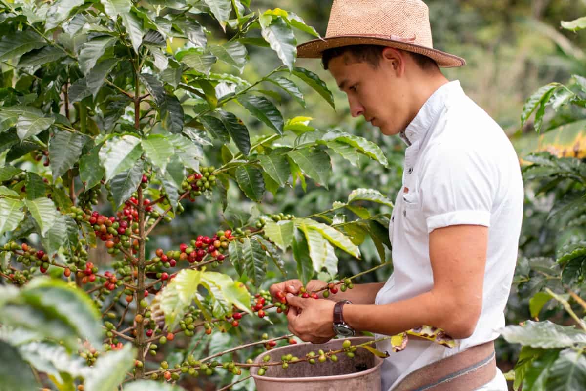 Harvesting Coffee Beans
