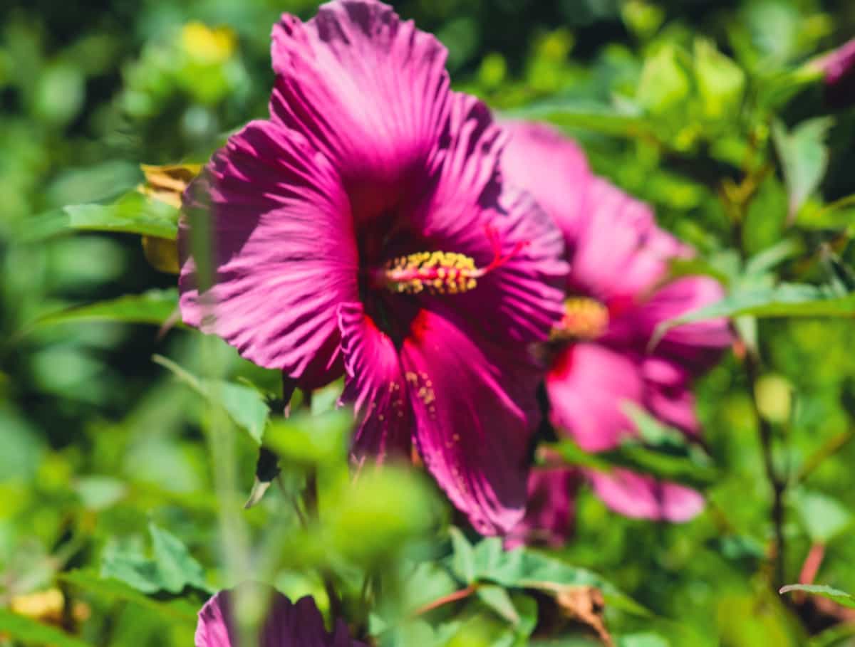 Combating Pests and Diseases in Hibiscus