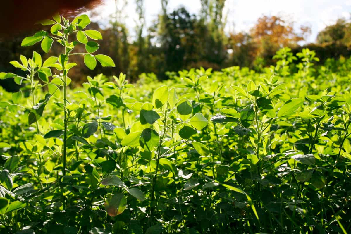 Common Mistakes to Avoid in Cover Crops1
