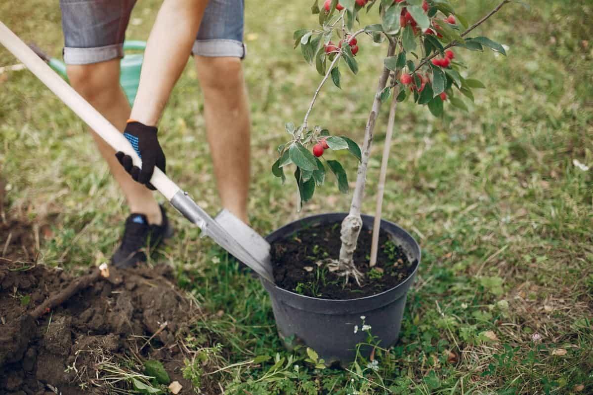 planting a tree on a yard