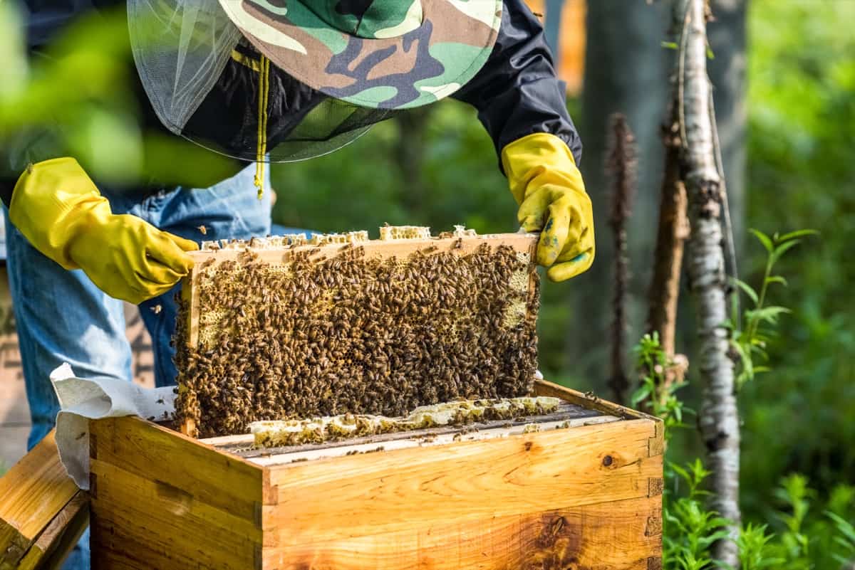 Comprehensive Beekeeping Business Plan2