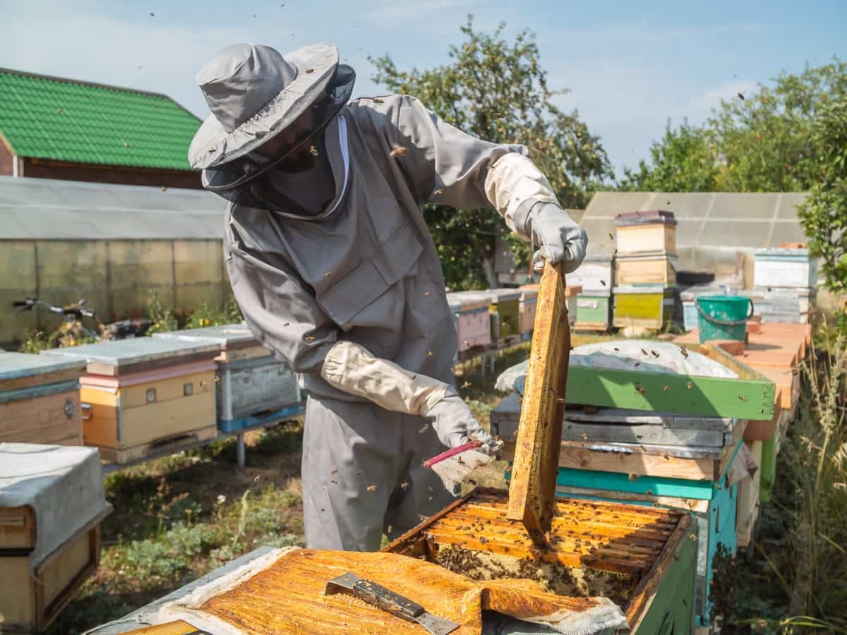 Comprehensive Beekeeping Business Plan4