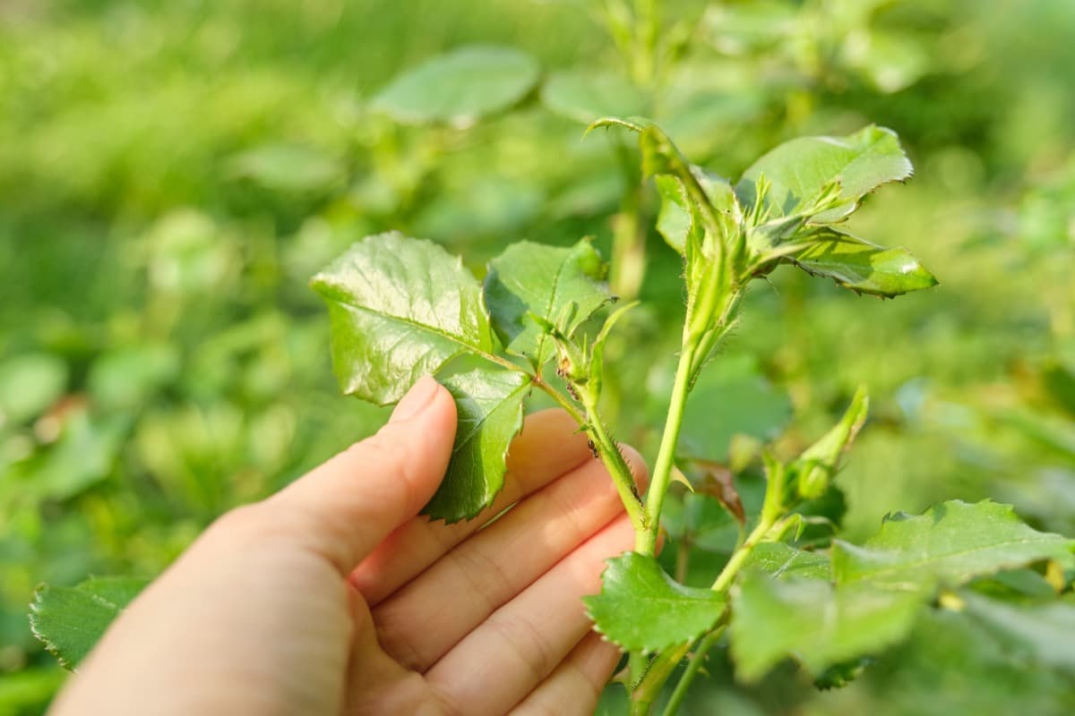 How to Control Aphids on Roses