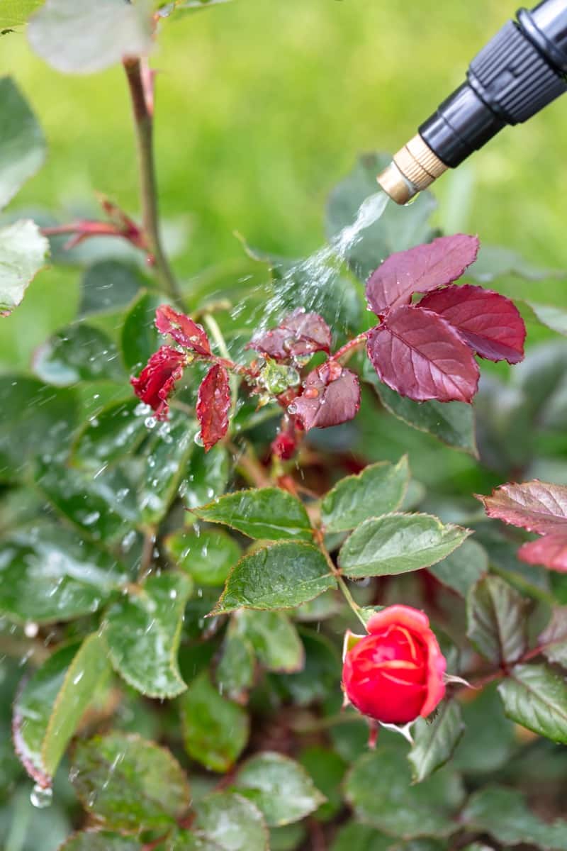 Rose Plant Spray