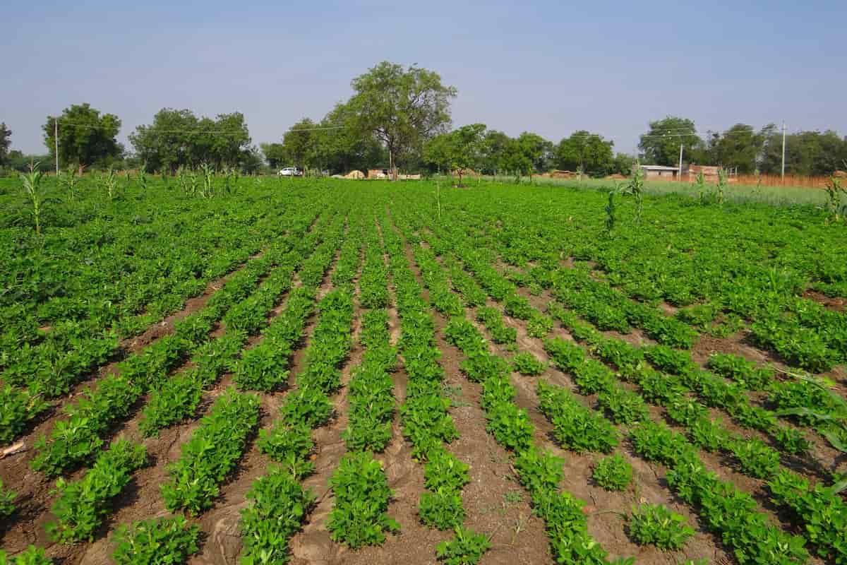 Pests and Diseases Management in Groundnut