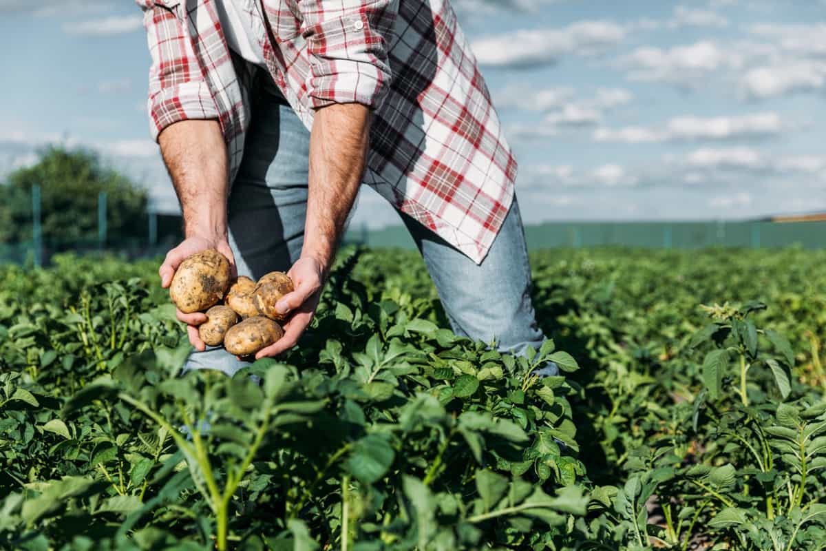 Cost of Cultivation of Potato Per Acre