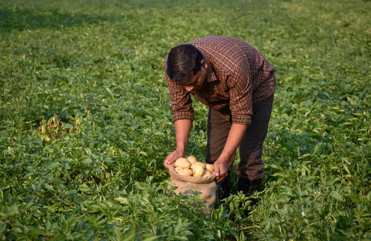Farmer harvesting potato in the farmland