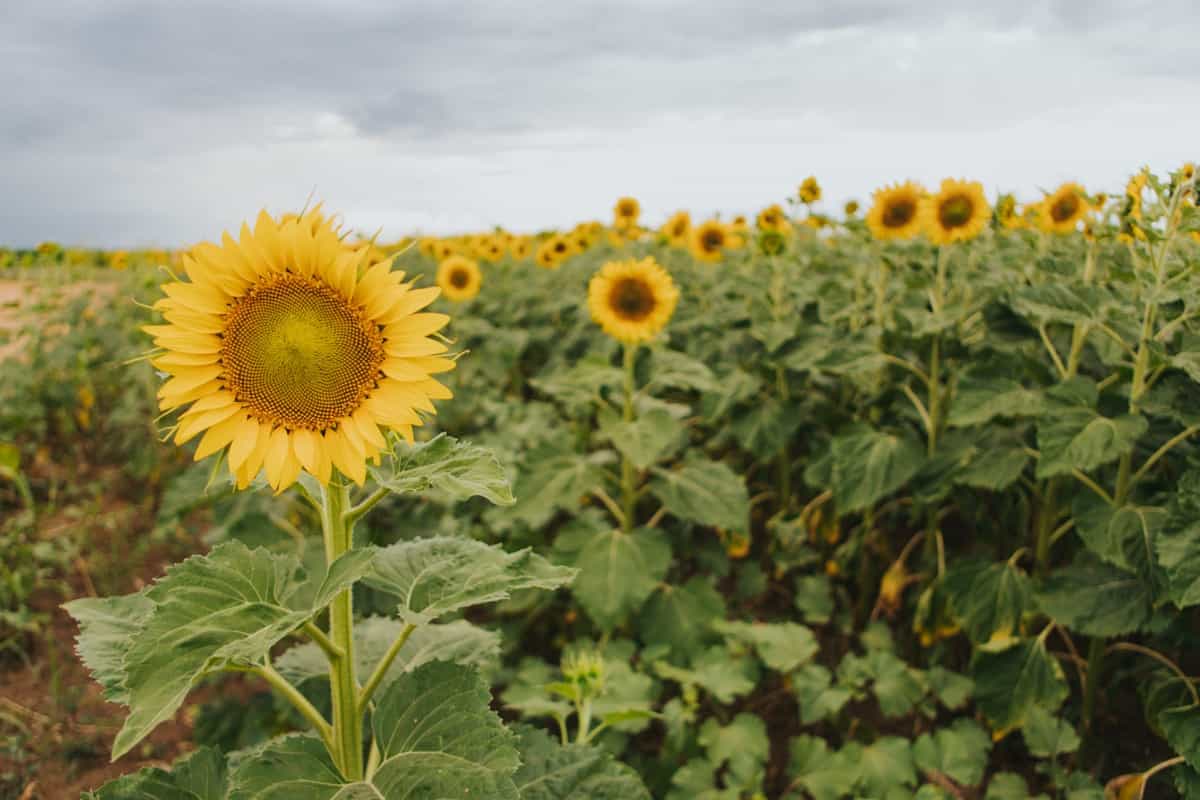 Sunflower farming