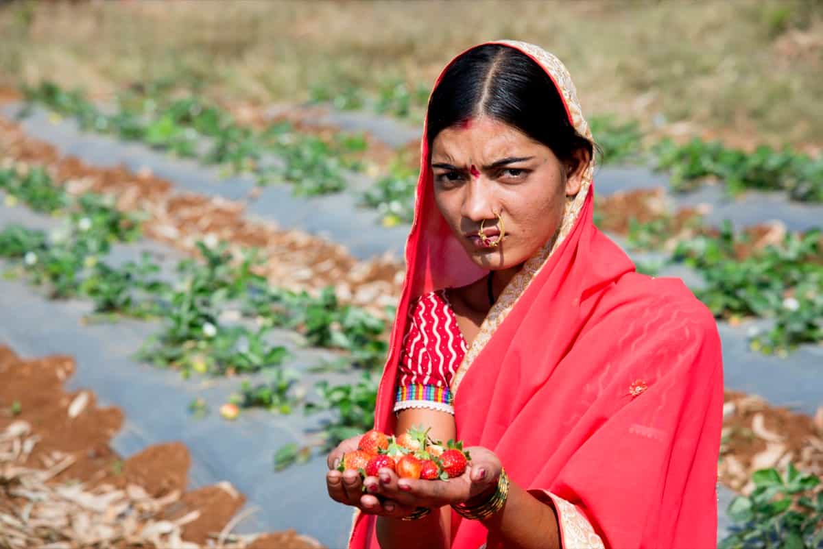Woman harvesting strawberry in the farm