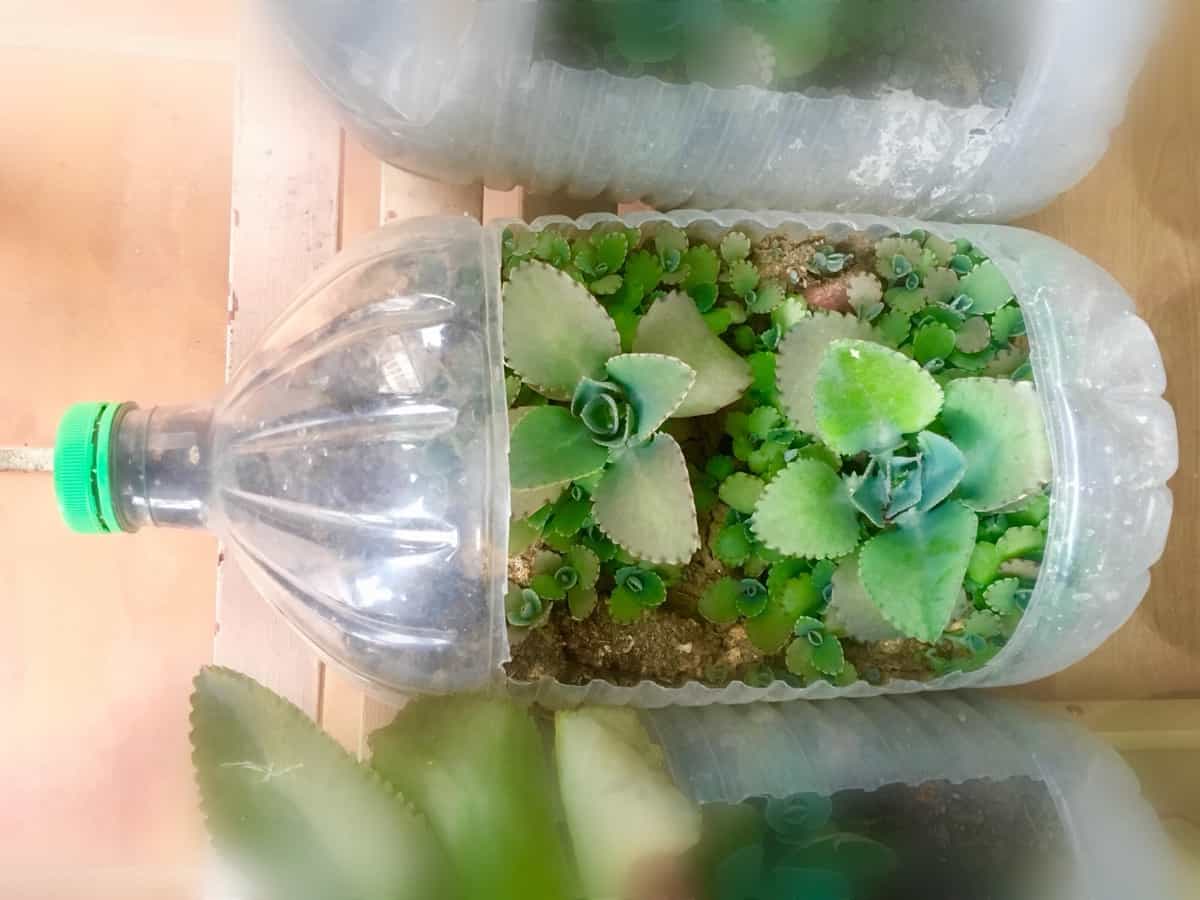 plants in the recycled plastic bottle