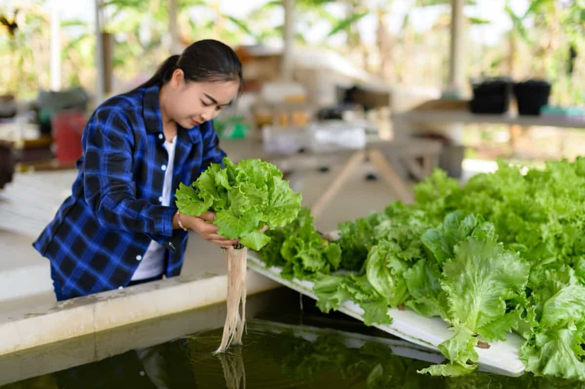 growing lettuce in an Aquaponics system