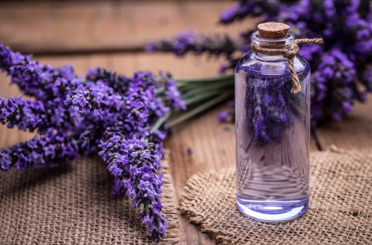 DIY Home Remedies to Control Pests in Home Garden: Lavender Oil Spray 
