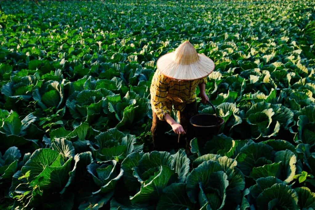 Applying chemical fertilizer to cabbage vegetable plant at the plantation